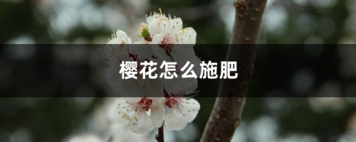 樱花怎么施肥