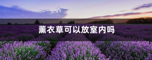 薰衣草可以放室内吗