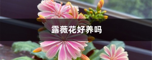 露薇花好养吗