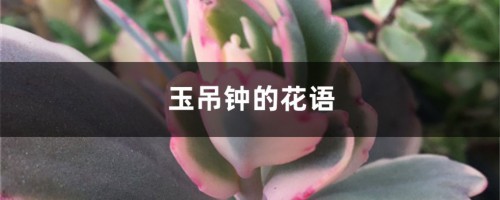 玉吊钟的花语