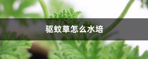 驱蚊草怎么水培